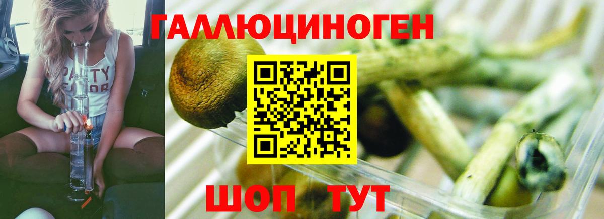 Псилоцибиновые грибы Cubensis Благовещенск